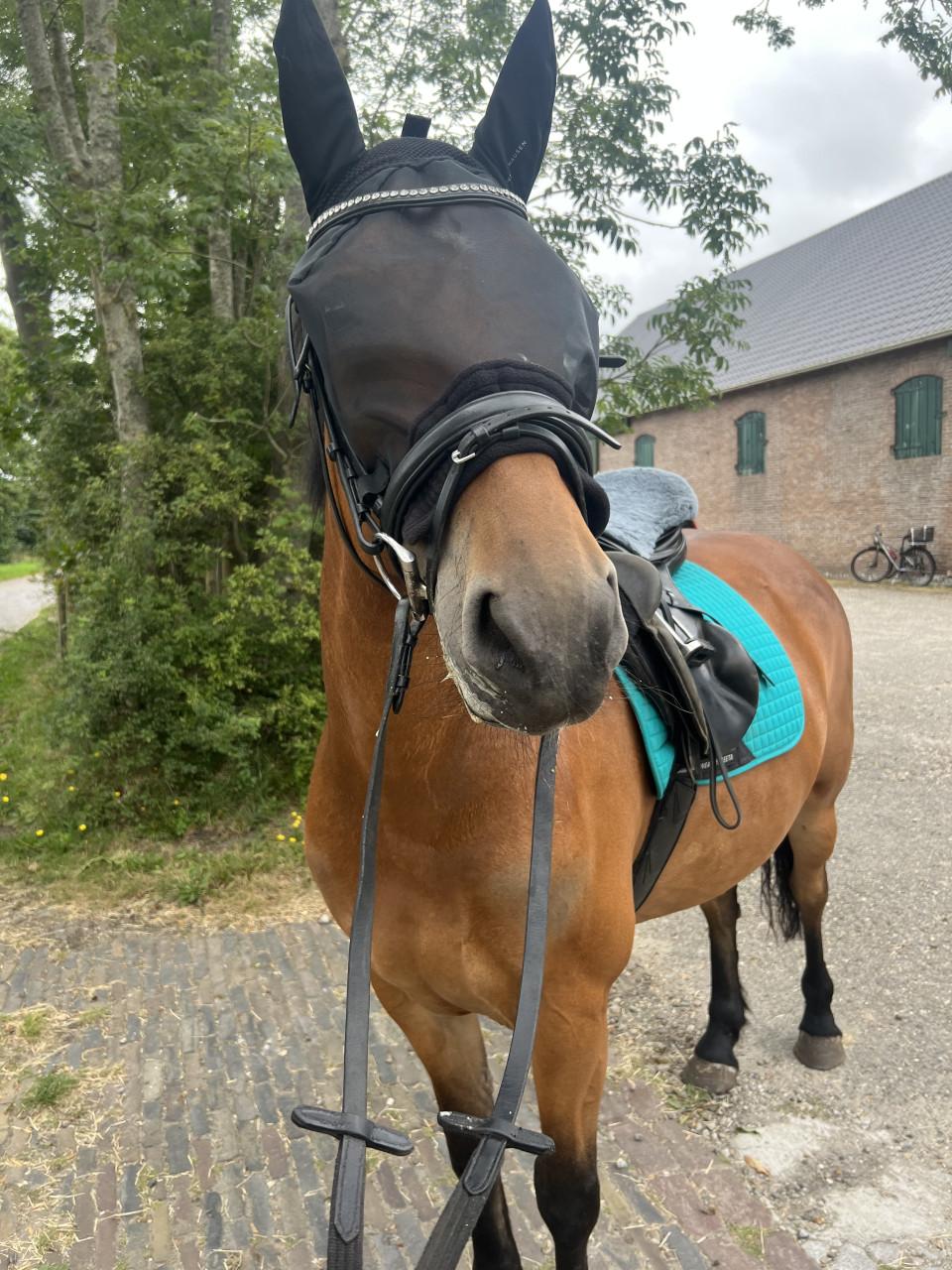 8 jarige e pony merrie