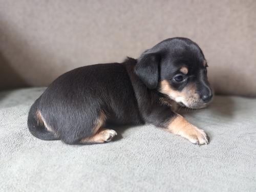 Jack russel x Teckel