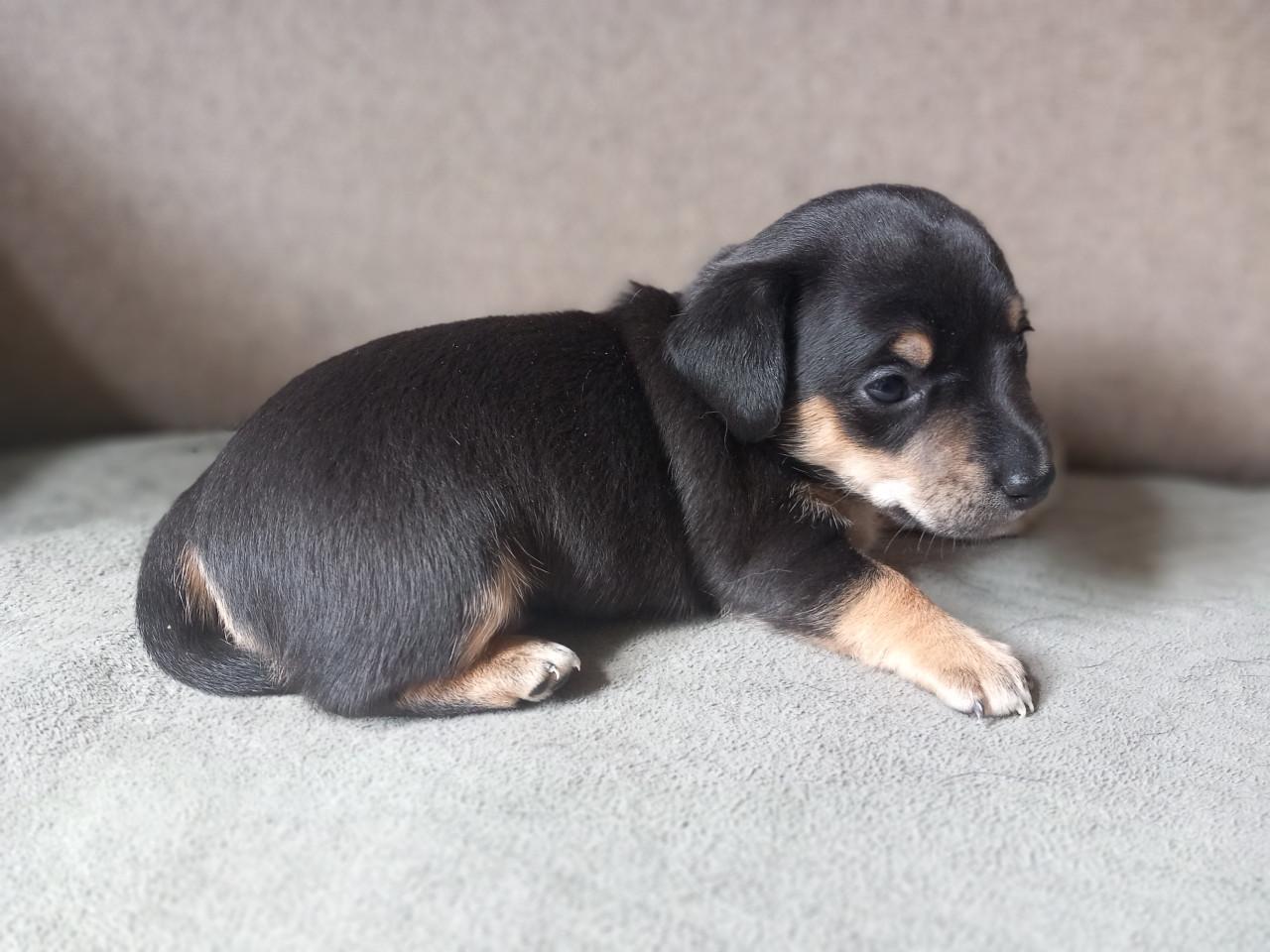 Jack russel x Teckel