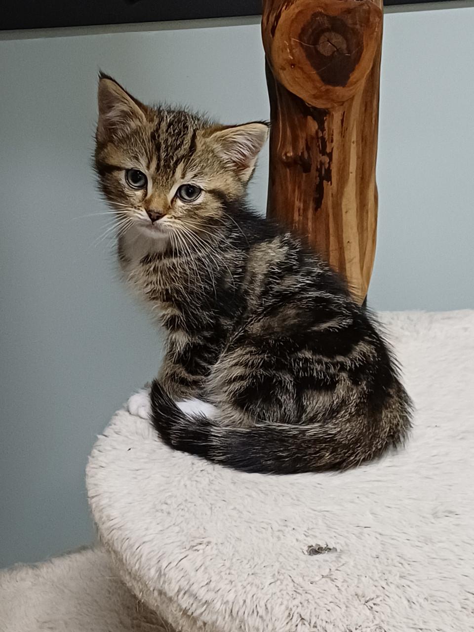 Prachtige Brits Korthaar x Ragdoll kittens beschikbaar.