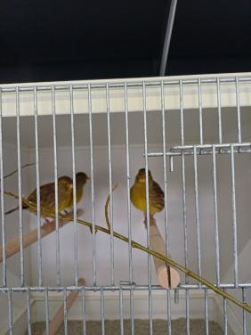 Koppels fife fancy kanaries