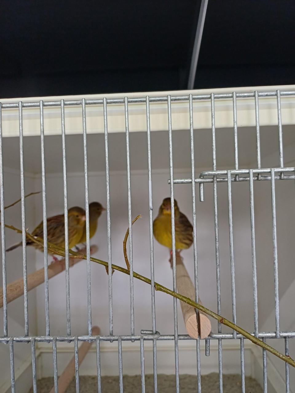 Koppels fife fancy kanaries