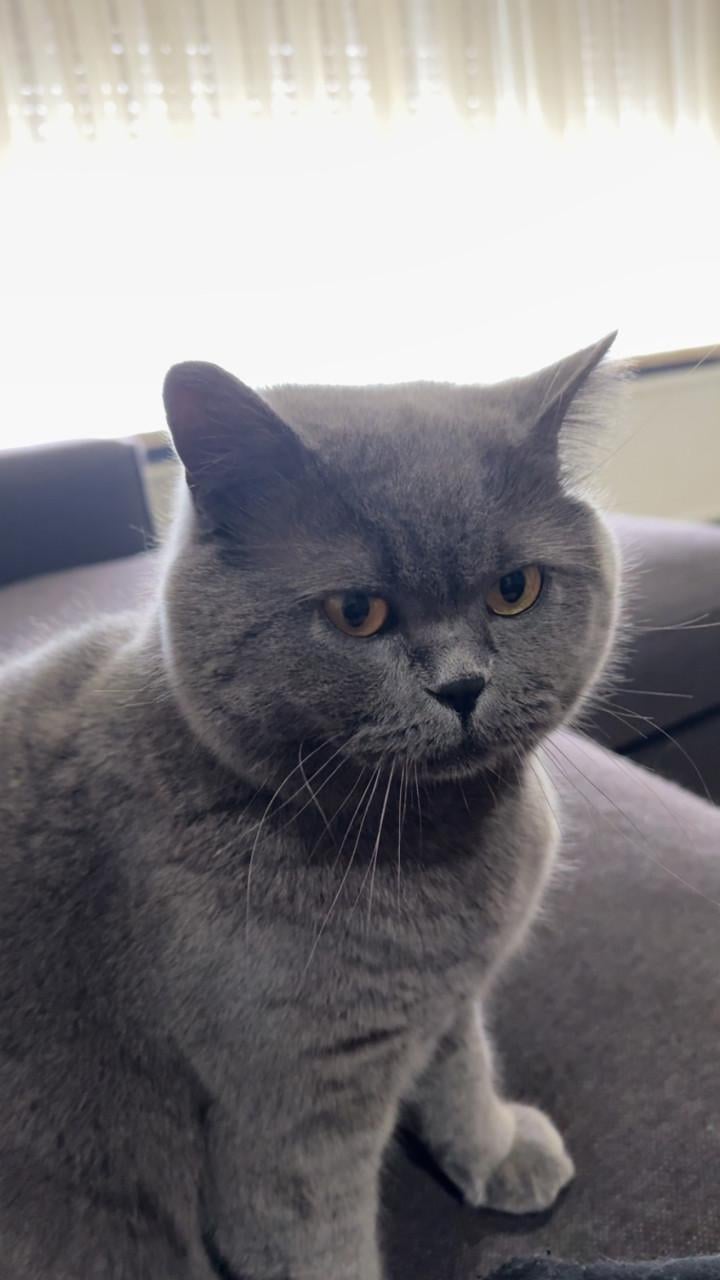 Lieve Britse korthaar kater