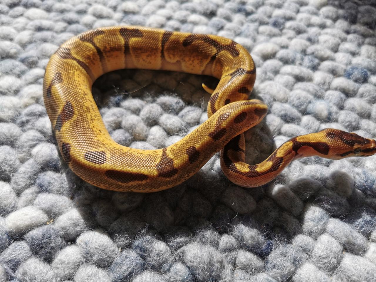 Super Enchi Koningspython