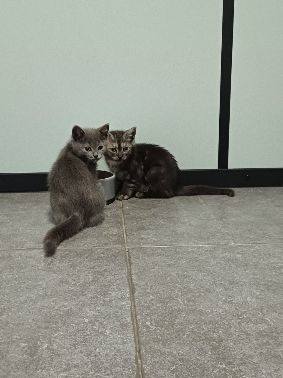 Super leuke Brits Korthaar x Ragdoll kittens beschikbaar.