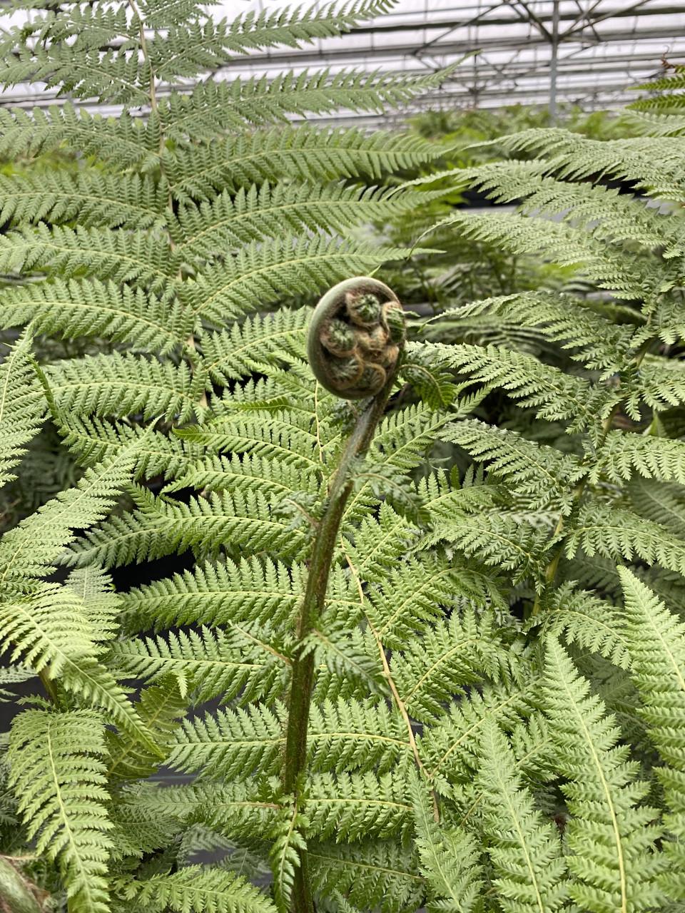Dicksonia Antarctica (boomvaren) | 35 liter pot