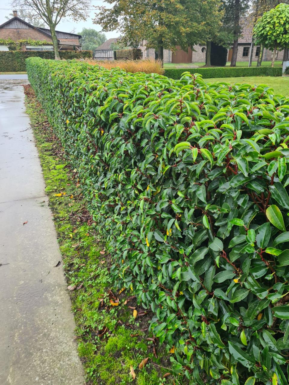 Portugese laurier haagplantjes 20-30 cm