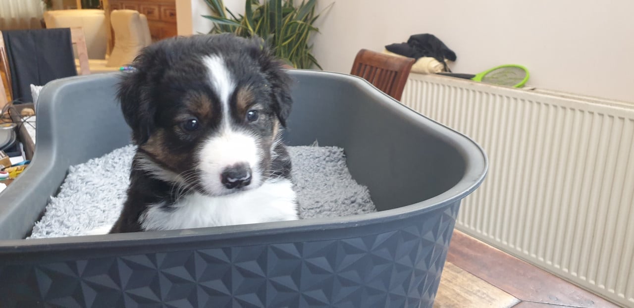 Border Collie