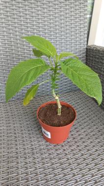 Jonge brugmansia