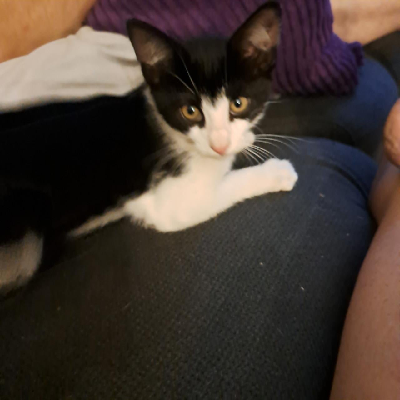 Super lieve kittens