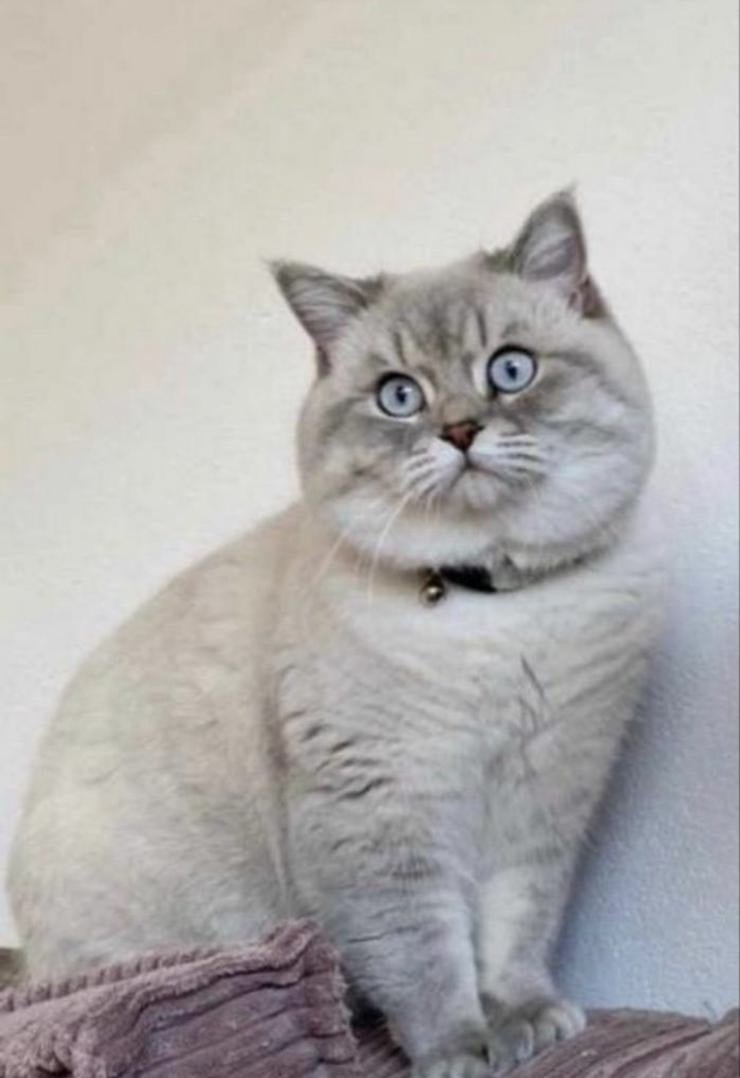 Lieve British Shorthair Colorpoint kitten zoekt een warm thuis