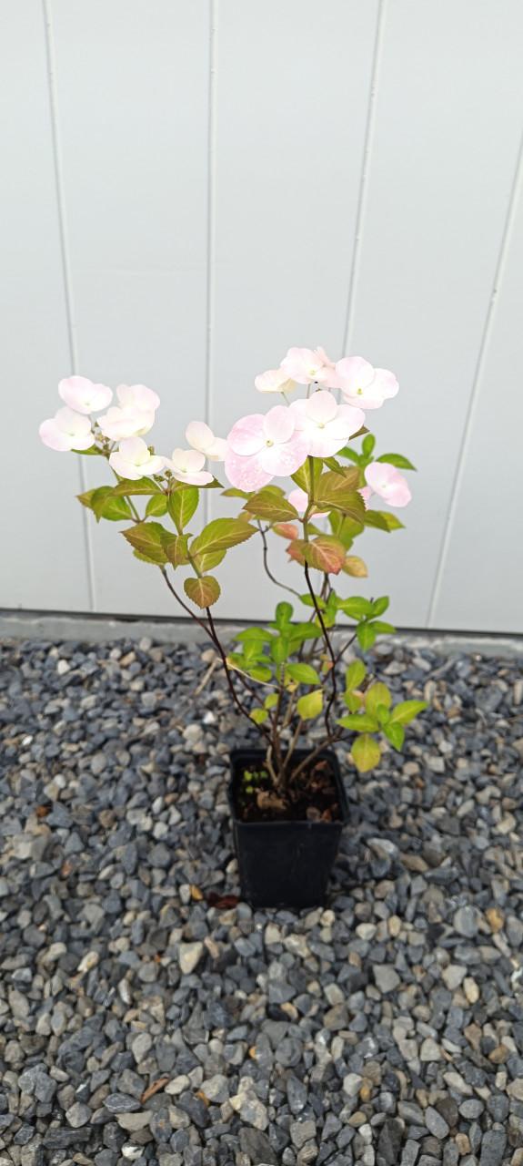 Diverse soorten Hortensia’s in pot, staan nu prachtig in bloei !
