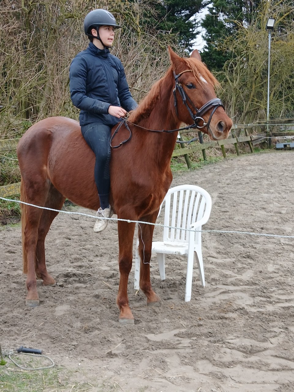 Geocht verorgster voor half arabier van ruim 3 jaar mens vriendelijk paard.