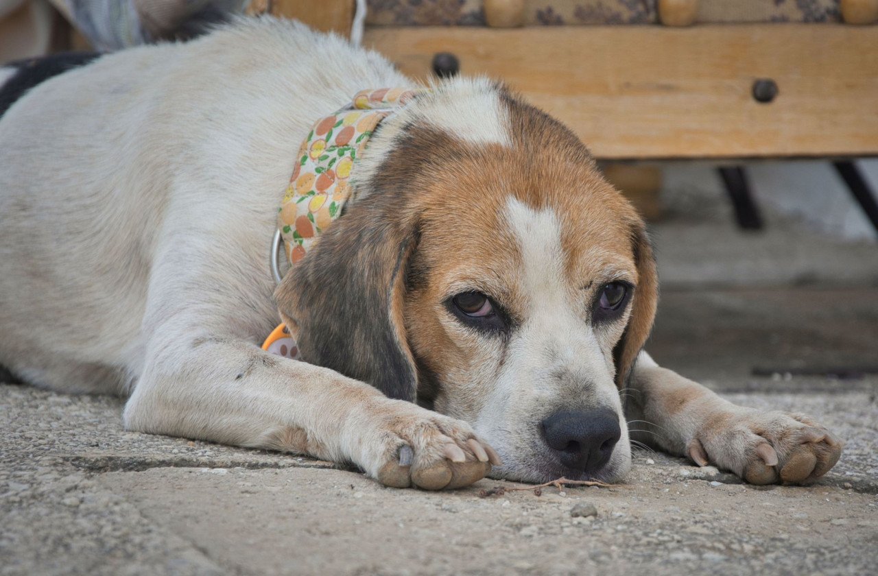 Superlieve Beagle Betsy zoekt een heel lief baasje!