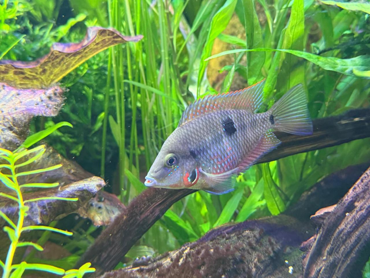 Thorichthys meeki – Vuurkeelcichlide cichlide (ellioti)