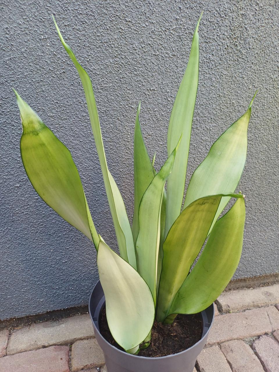Sansevieria Moonshine, vrouwentong STEKKEN: MAKKELIJKE PLANT