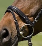 Kieffer neusriem breed
