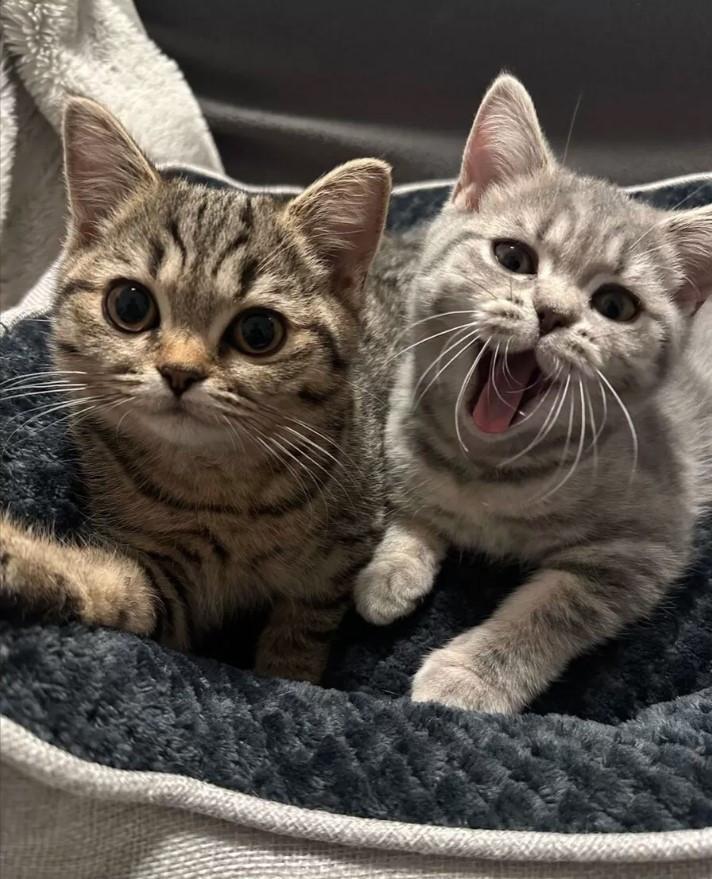 2 kitten poesjes