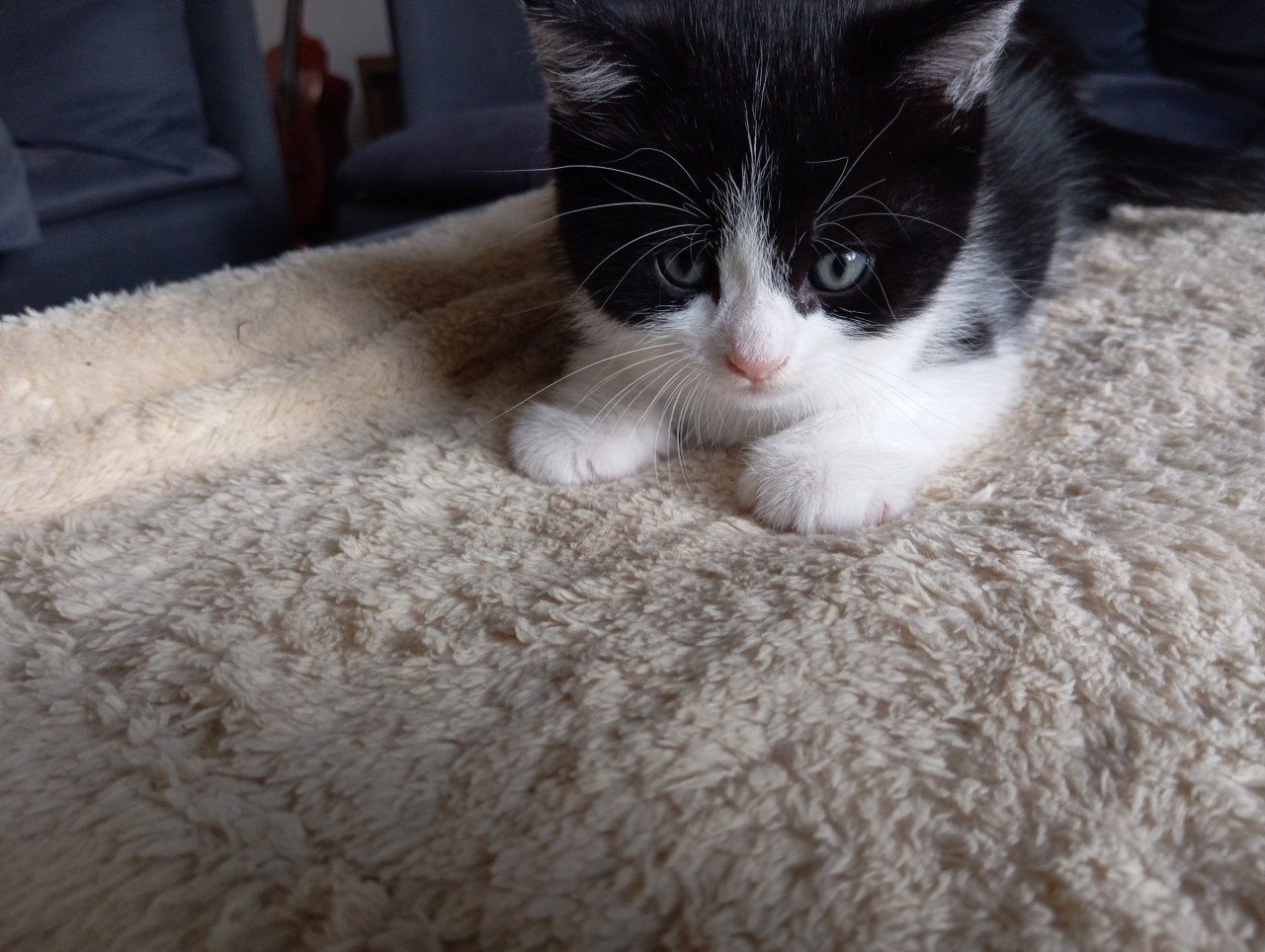Kittens