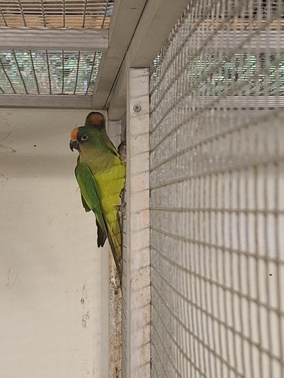 2 x Goudvoorhoofd aratinga poppen