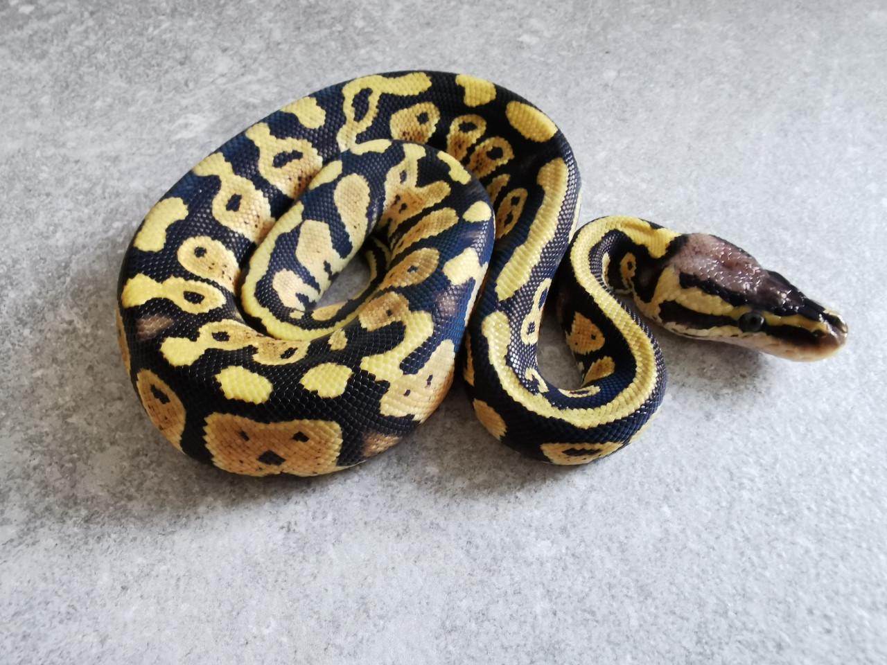 Pastel (het Clown) Koningspython  (vrouwtje)
