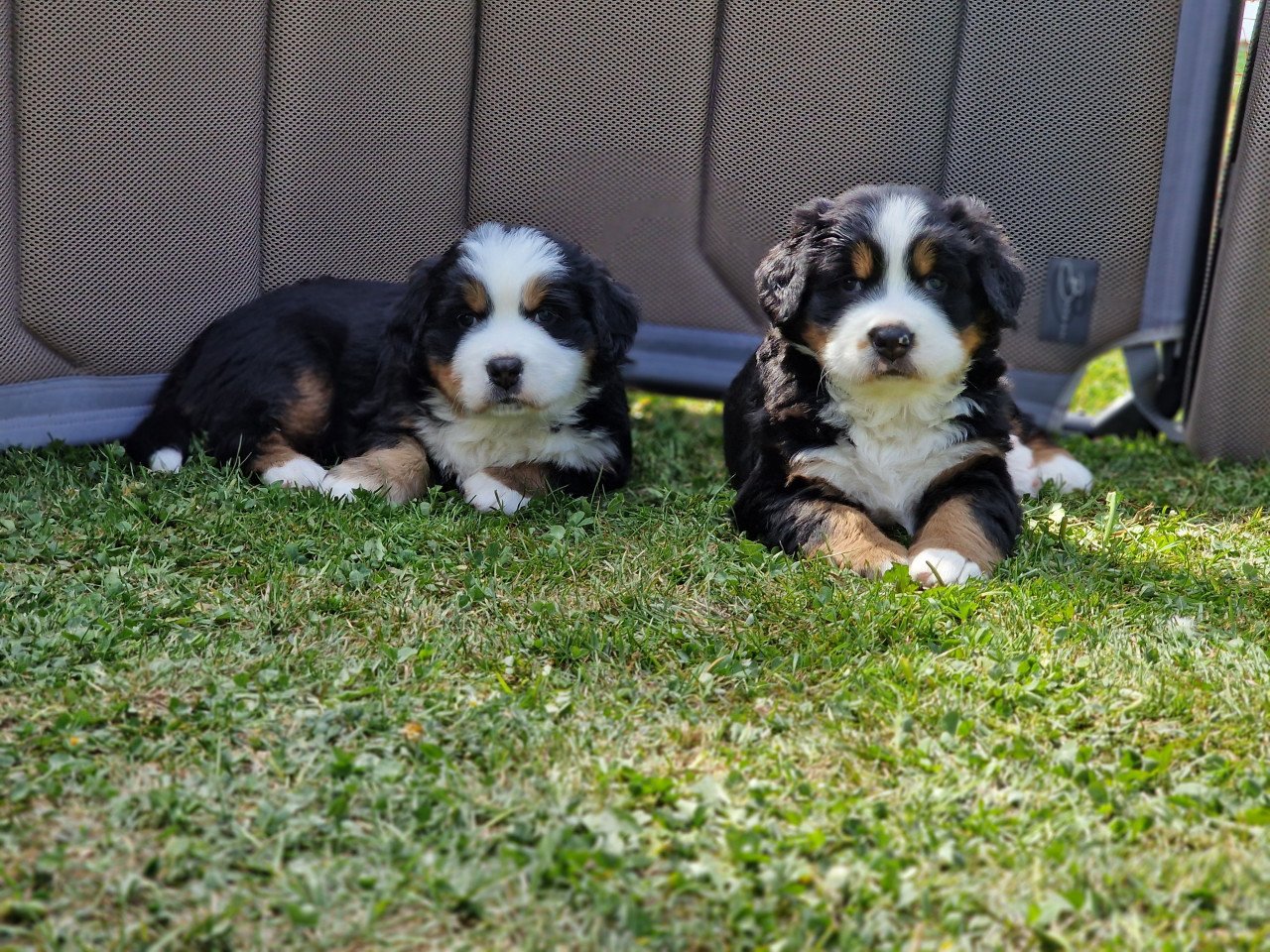 Bernersennen pup (reu) te koop