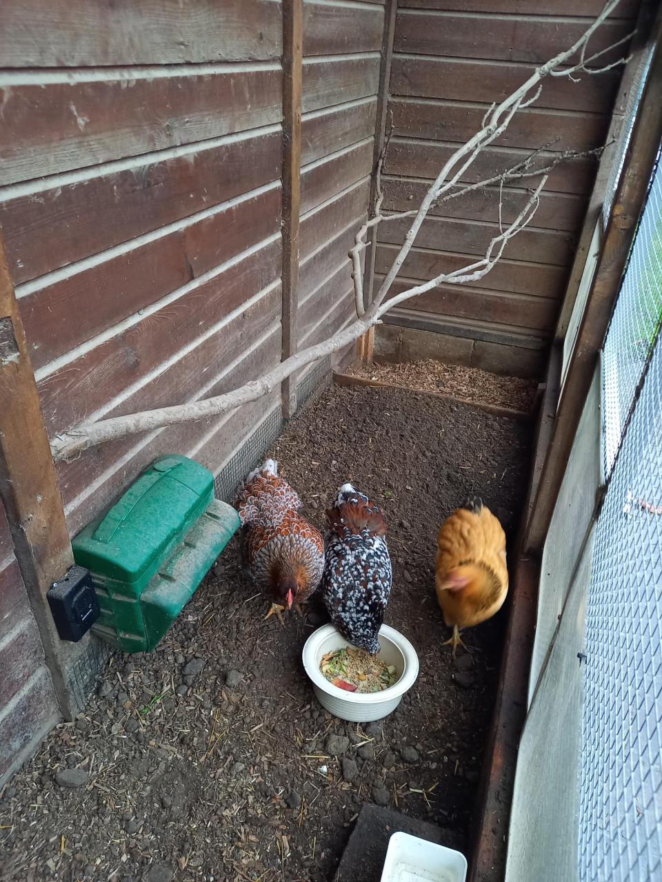 3 krielkipppen te koop