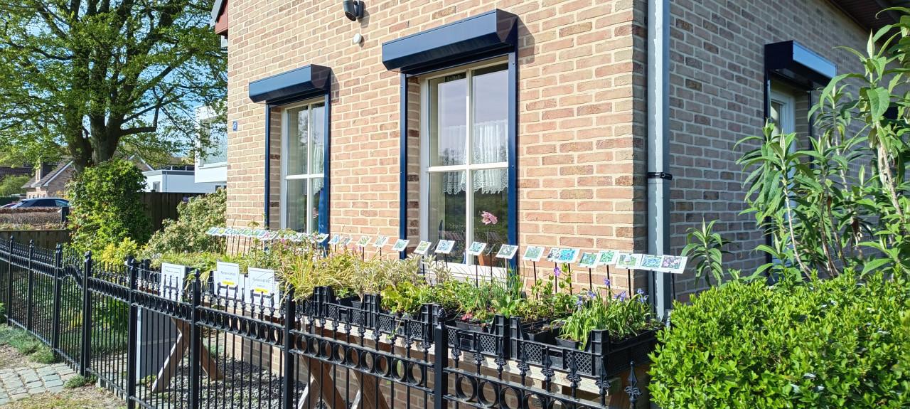 Kom naar ons plantenkraampje, mooie planten voor slechts € 1,25 p/st. !