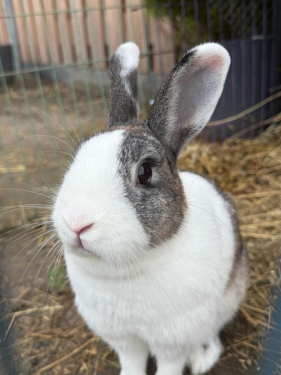 Vrouwtejs konijn bijzonder