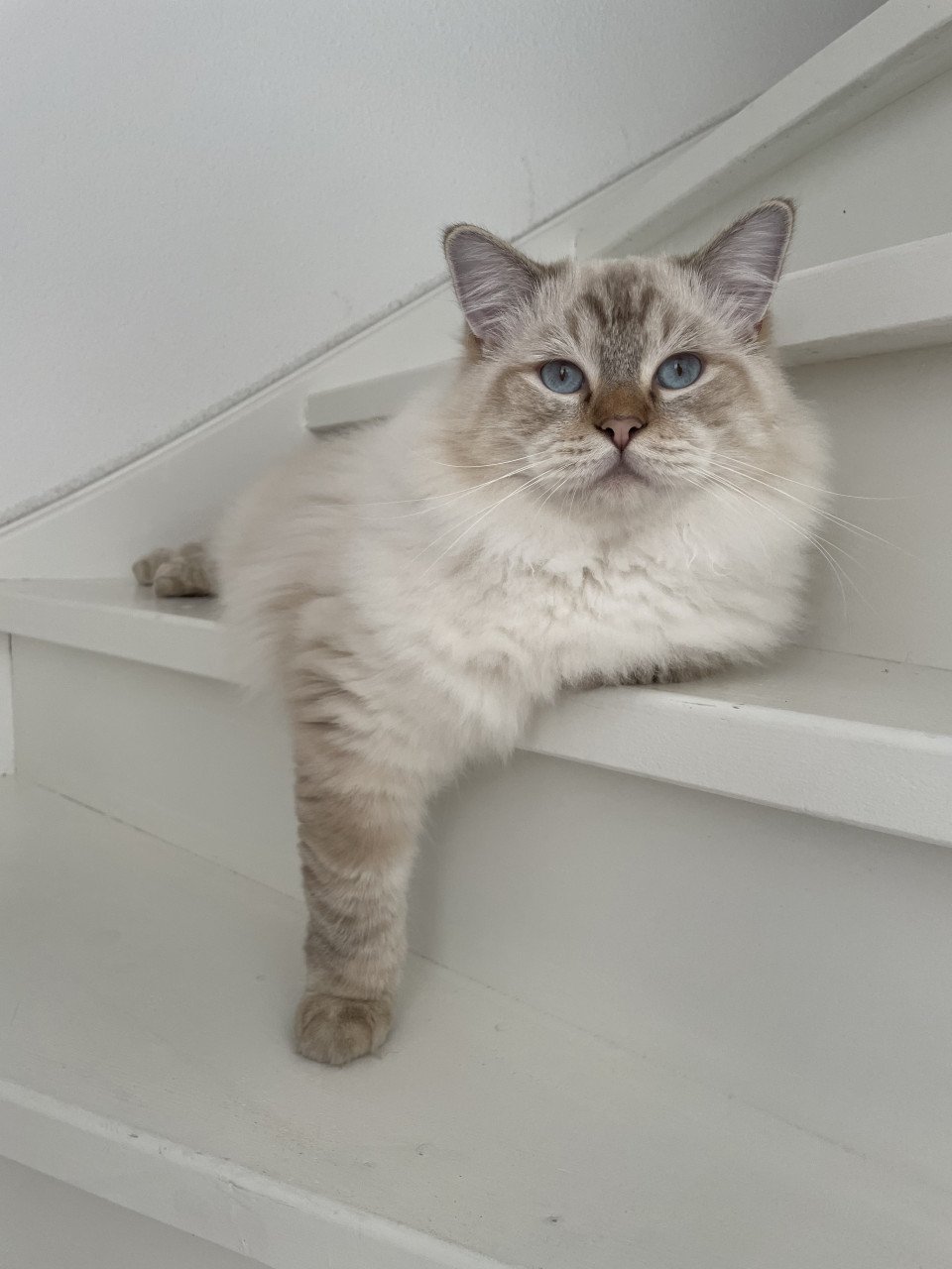 Ragdoll katers