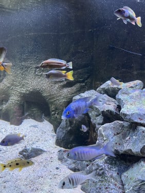 Fraai Juwel Vision 450 aquarium met Malawi biotoop