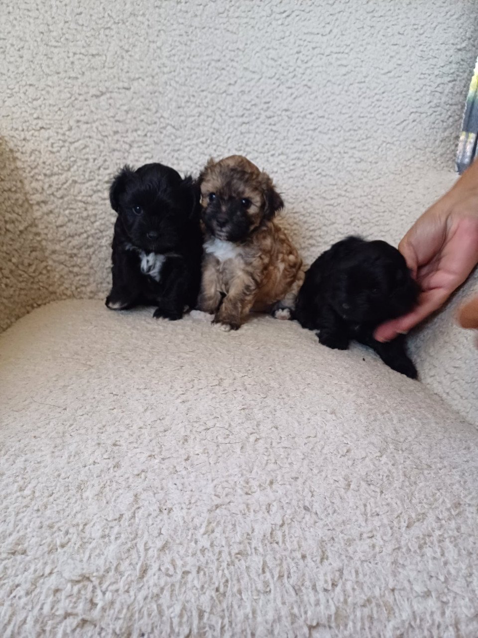 Puppies