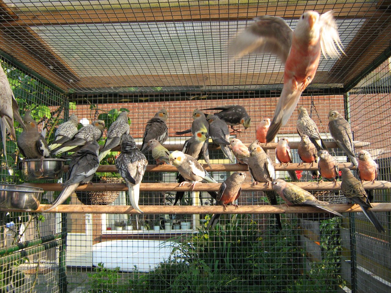 Zaterdagmorgen 13 september vogelbeurs de Vogelvrienden Goes
