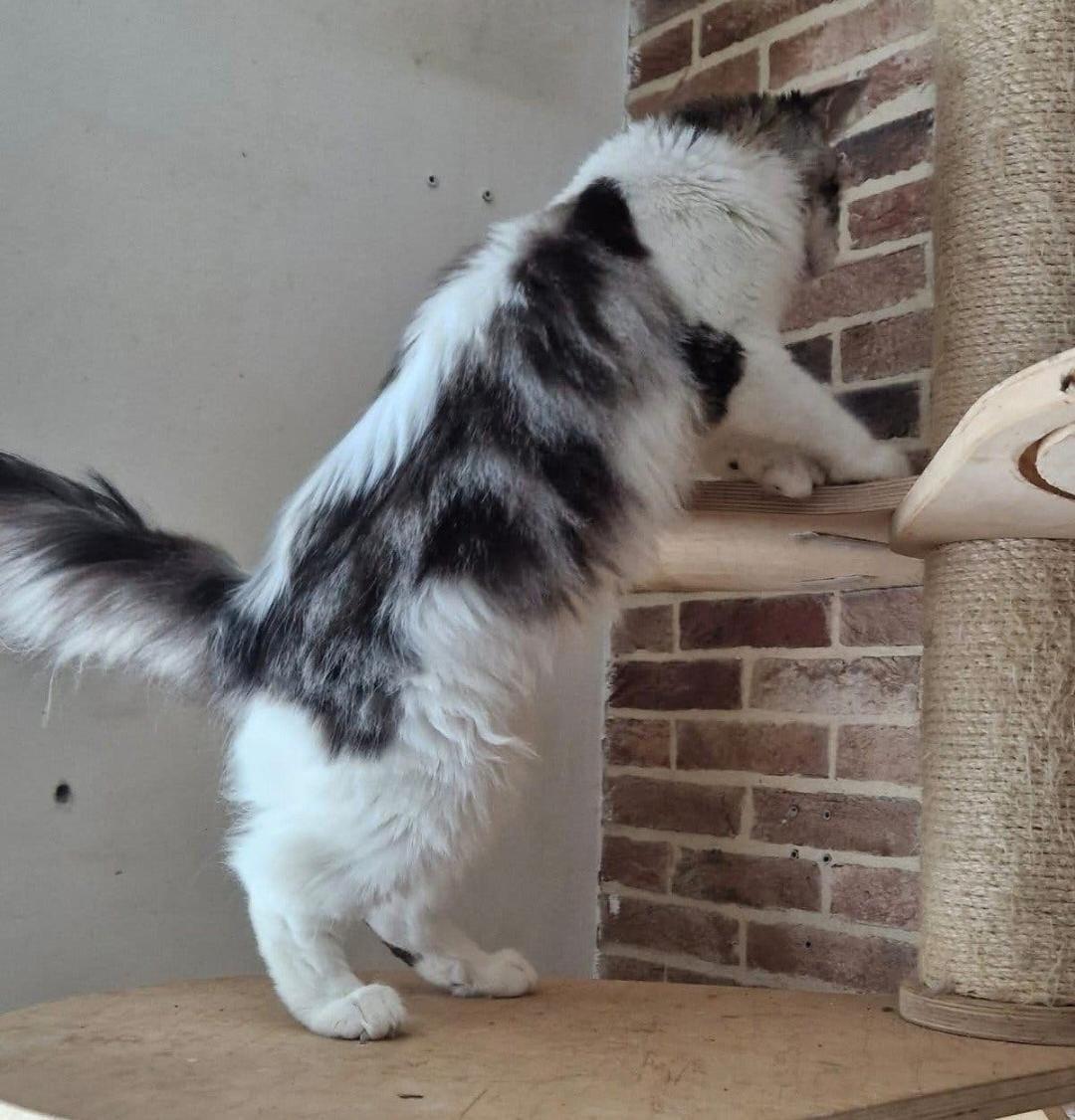 2 maine coon poezen met stamboom