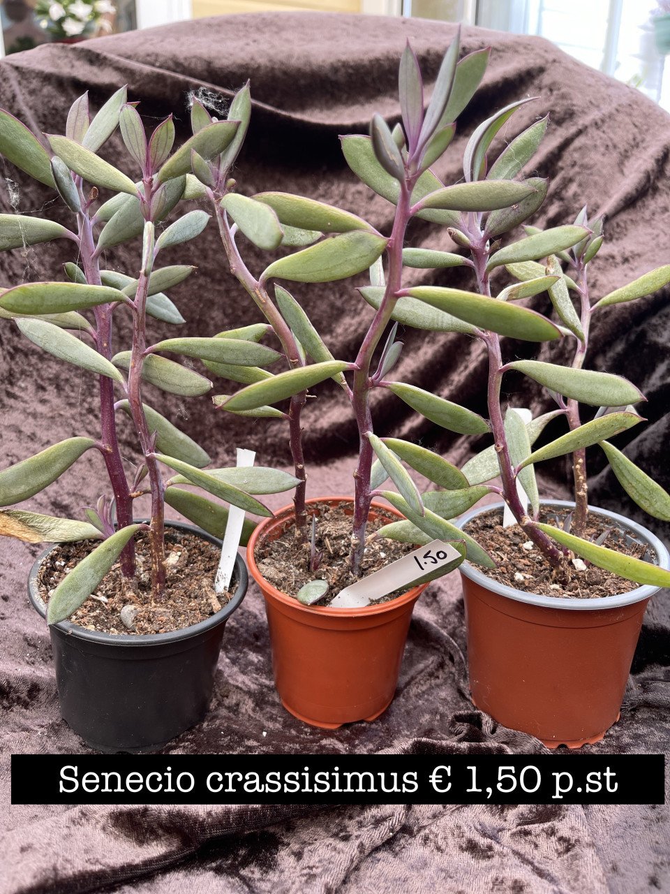 Planten - succulenten