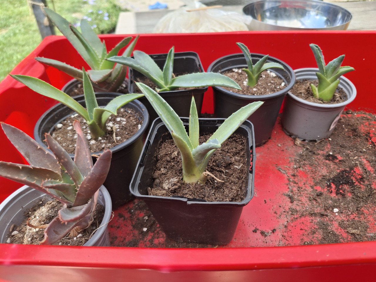 Agave stekjes