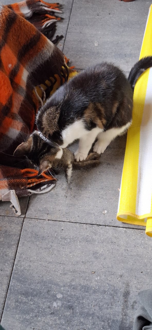Muizenvanger aangeboden,  poes