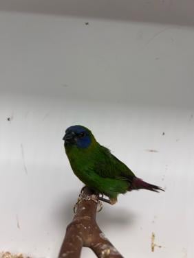 Driekleur papegaai amadines