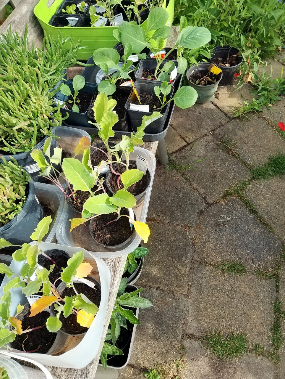Mooie Fijnspar-GRATIS! en Andijvie-enbloemkool-en wittekoolplantjes