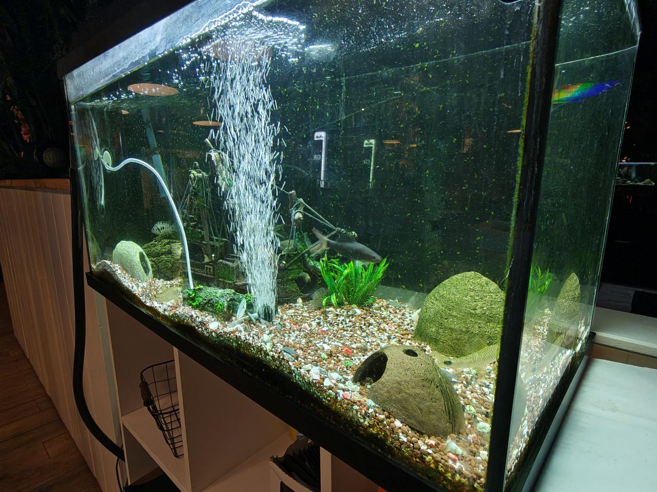 Prachtig groot aquarium inclusief vissen en alle toebehoren te koop!