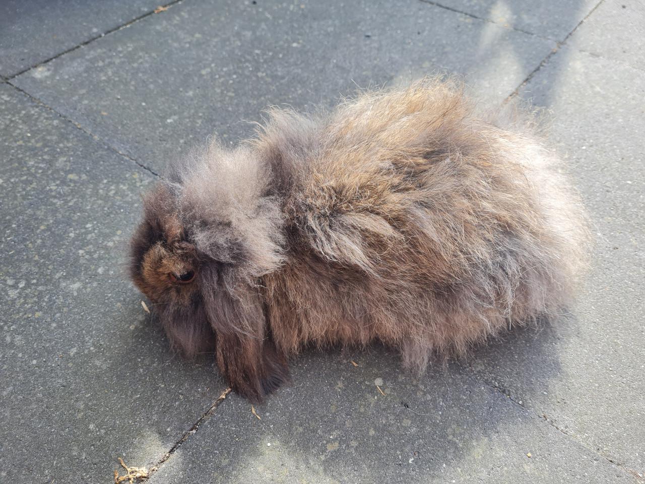 Konijn Teddy Widder
