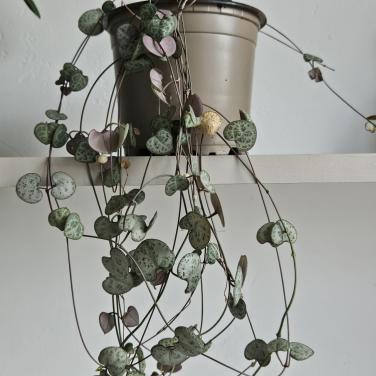 Lantaarnplantje