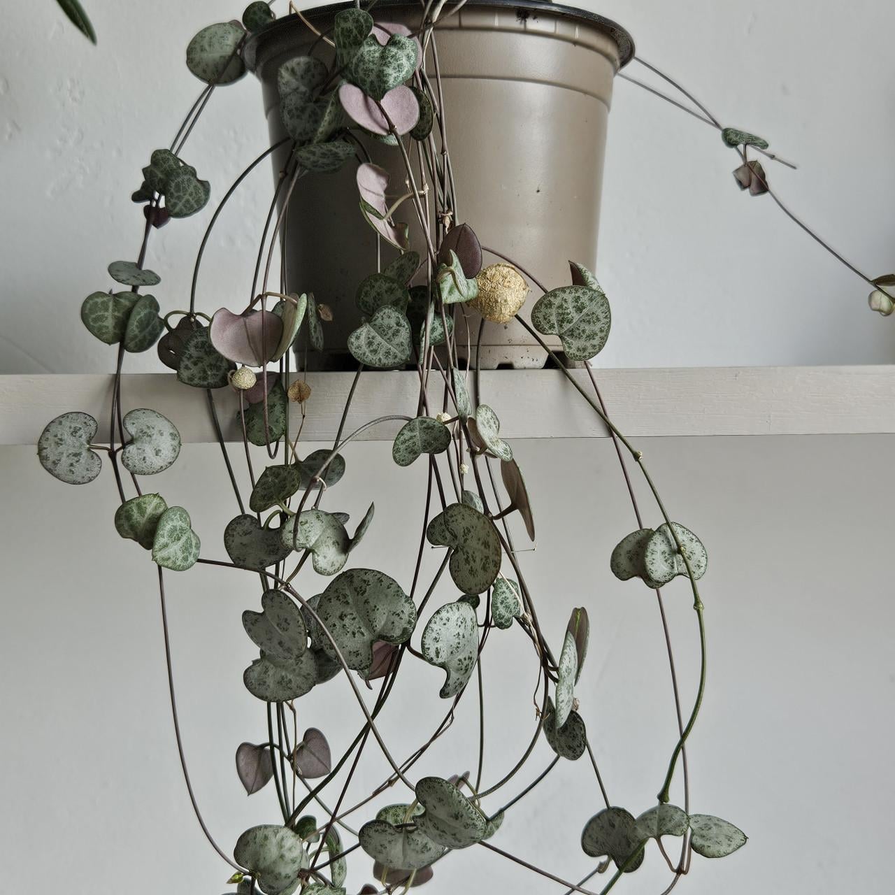 Lantaarnplantje