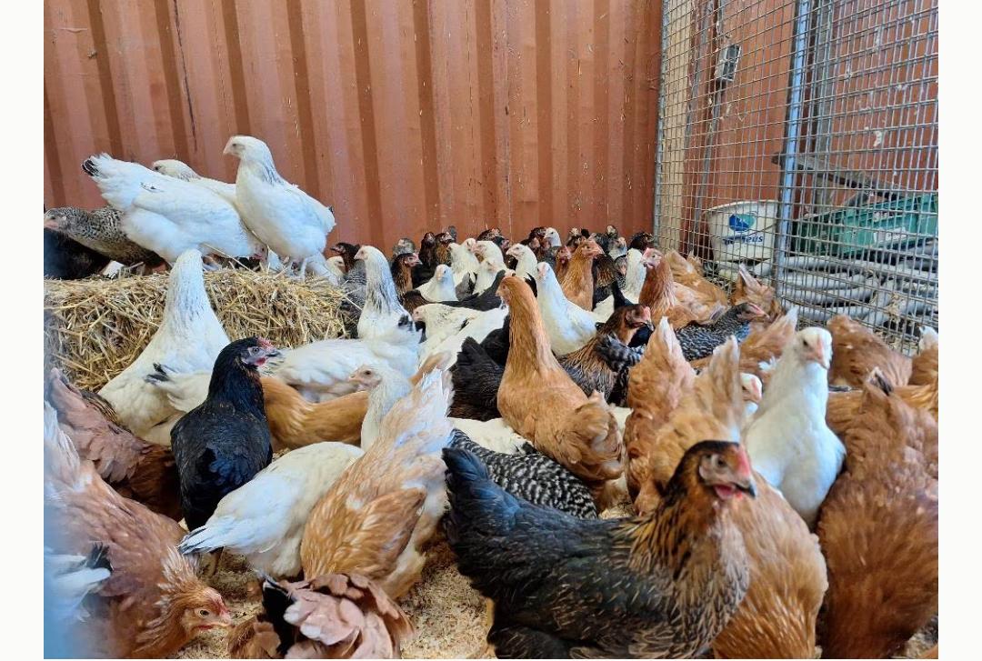 Jonge leghennen te koop