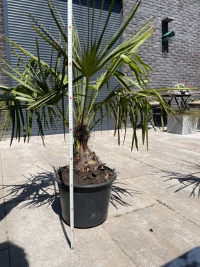 Palm
