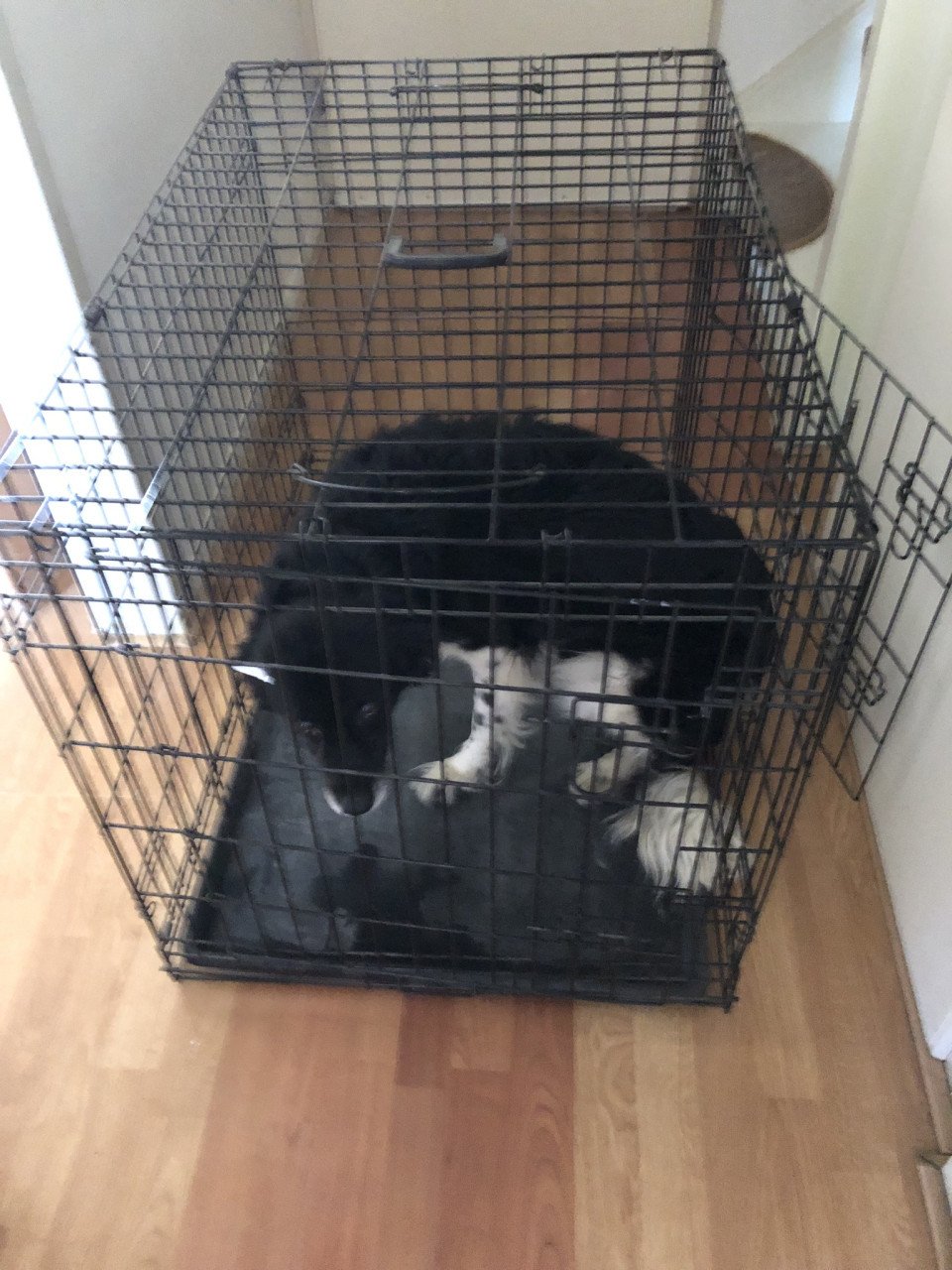 Te koop katten- of hondenbench