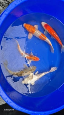 Japanse koi 30-40cm