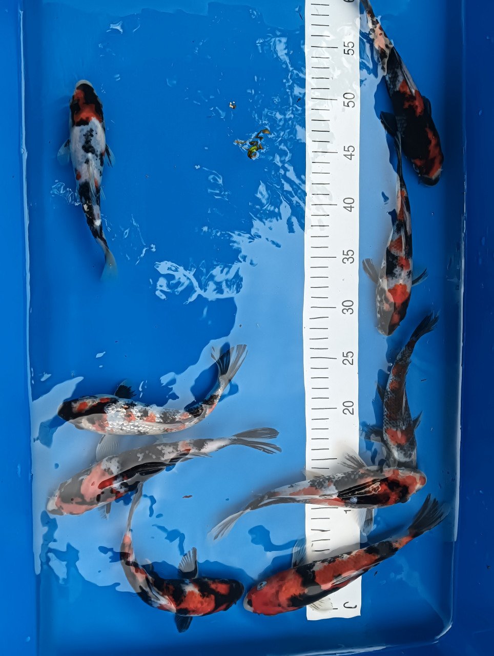 Japanse koi! Tosai showa