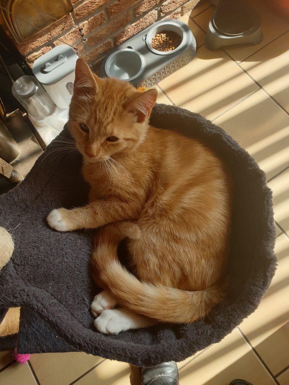 Rode kittens moederpoes meincoen