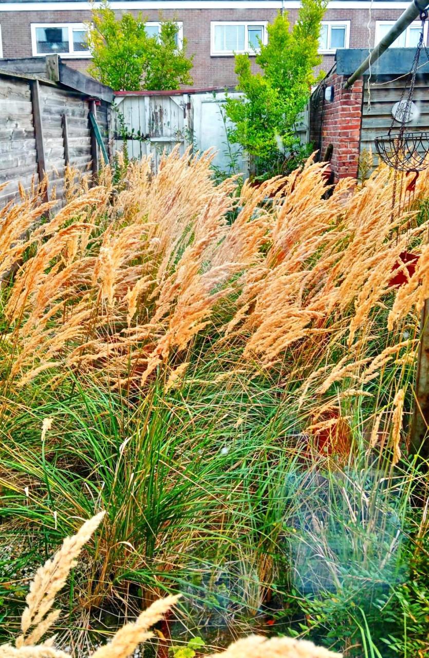 Wie kan mij helpen met de voor & achtertuin onkruidvrij te maken?